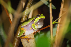 Hyla andersonii