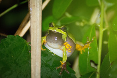 Hyla andersonii