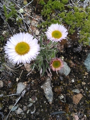 Aster alpinus vierhapperi