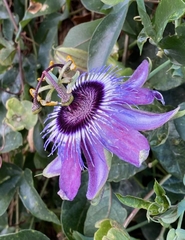 Passiflora amethystina × caerulea