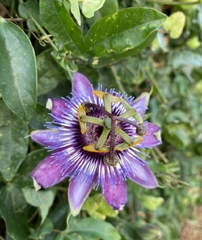 Passiflora amethystina × caerulea