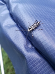 Sarosesthes fulminans