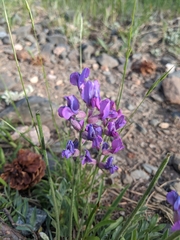 Oxytropis lambertii