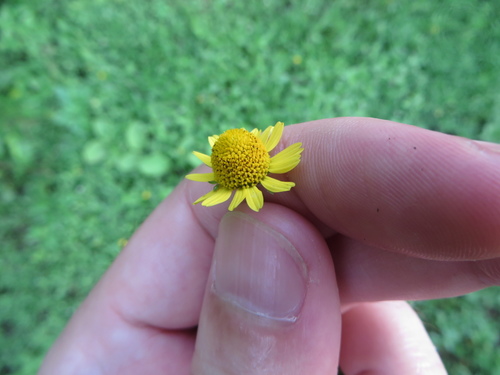Image of Acmella pilosa by (c) Ben Machado, some rights reserved (CC BY)