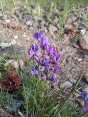 Oxytropis lambertii