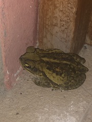 Incilius luetkenii