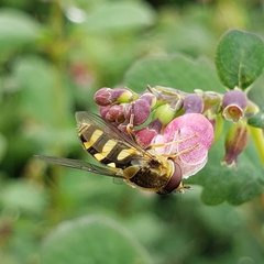 Syrphus ribesii