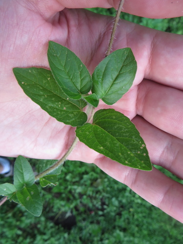 Image of Acmella pilosa by (c) Ben Machado, some rights reserved (CC BY)