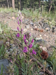 Oxytropis lambertii