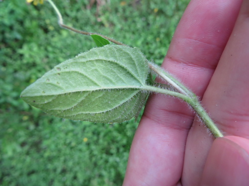 Image of Acmella pilosa by (c) Ben Machado, some rights reserved (CC BY)