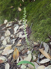 Platanthera ephemerantha