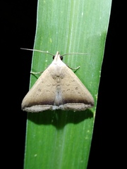Simplicia mistacalis