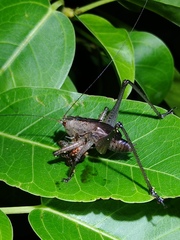 Hexacentrus fuscipes