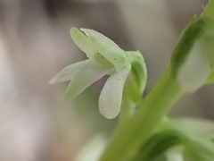 Platanthera ephemerantha