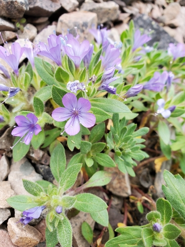 Image of Collomia debilis by (c) Kate, some rights reserved (CC BY)