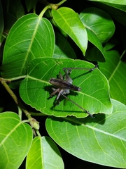 Hexacentrus fuscipes