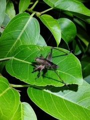 Hexacentrus fuscipes