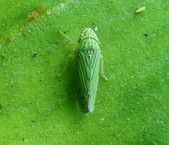 Graphocephala cythura