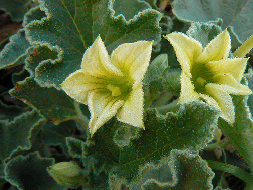 Ecballium