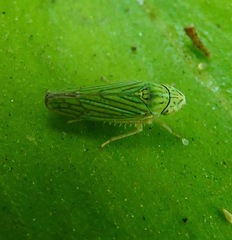 Graphocephala cythura
