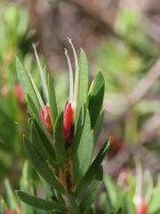 Darwinia procera