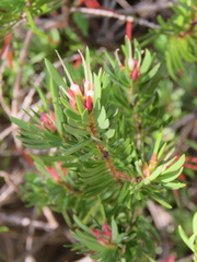 Darwinia procera