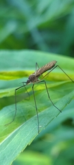 Prionolabis rufibasis