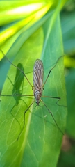 Prionolabis rufibasis