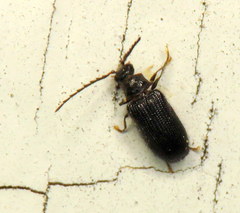 Coleoptera