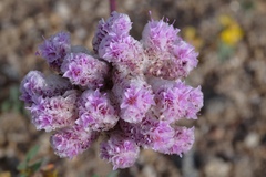 Calyptridium monospermum