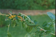 Trioceros sternfeldi