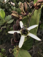 Passiflora bogotensis