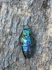 Chalcophorotaenia cerata