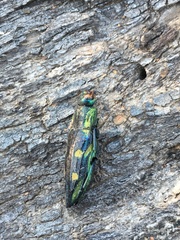 Chalcophorotaenia cerata