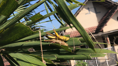 Valanga
