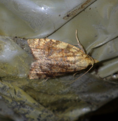 Aleimma loeflingiana