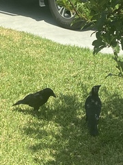 Corvus brachyrhynchos