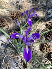 Iris hartwegii australis