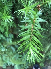 Cunninghamia