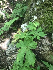 Hydrastis canadensis