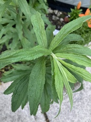 Solidago