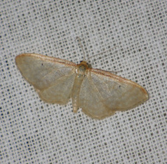Idaea humiliata