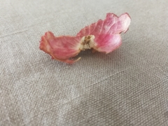 Conopomorpha sinensis