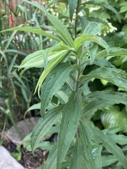 Solidago