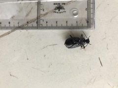 Calosoma alternans
