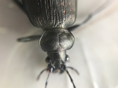 Calosoma alternans
