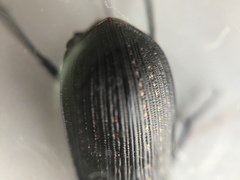 Calosoma alternans