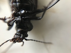 Calosoma alternans