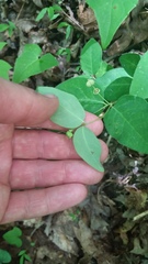 Euphorbia mercurialina