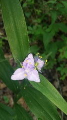 Tradescantia subaspera